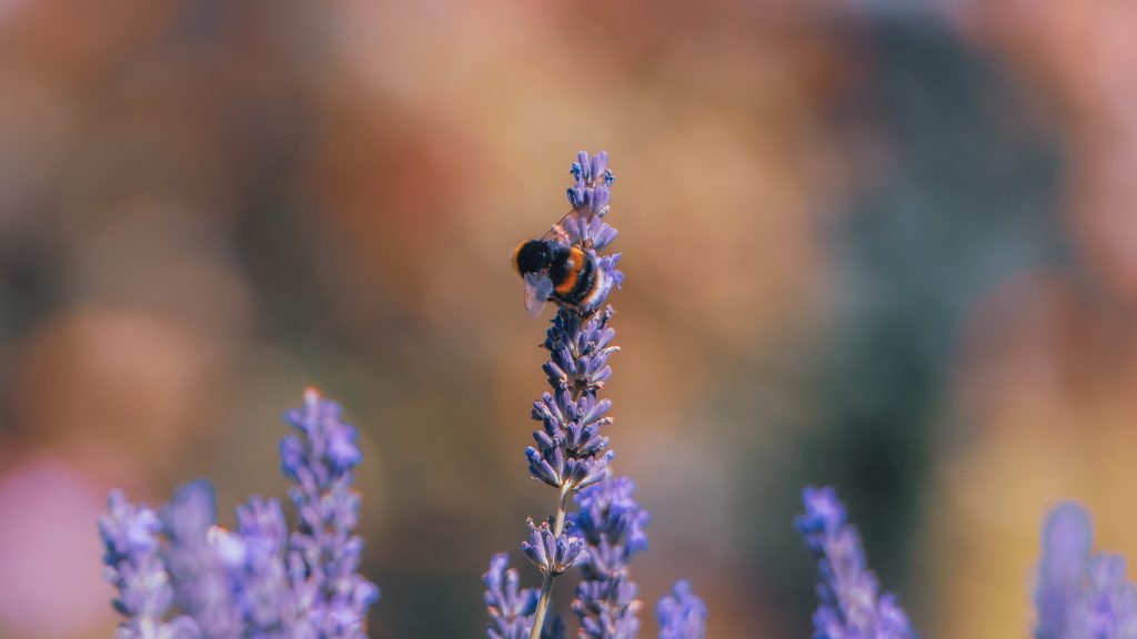 bumblebee